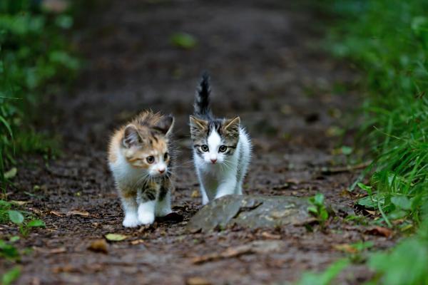 15 Top Tips to Spring into The Wonders of Wildlife Photography